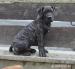 Boerboel s PP - Prodej