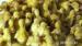 Husokačky Mulard, Brojlerové kačice - rozvoz zadar - Predaj