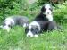 Bearded collie - Prodej