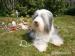 Bearded collie - Prodej