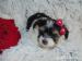 Biewer yorkshire terrier s PP - Prodej
