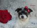 Biewer yorkshire terrier s PP - Prodej