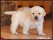 LABRADOR RETRIEVER – žlutá a smetanová štěňátka - Prodej