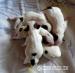 Jack Russell Terier - Prodej