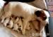 Jack Russell Terier - Prodej