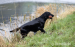 Flat coated retriever - krycí pes - Prodej