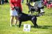 Flat coated retriever - krycí pes - Prodej