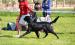 Flat coated retriever - krycí pes - Prodej
