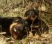štěňata beauceron - Prodej
