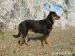 štěňata beauceron - Prodej