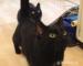 Czaruś i Borys - dwa czarne koty. Dla czarownicy?  - Sprzedaż