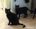 Czaruś i Borys - dwa czarne koty. Dla czarownicy?  - Sprzedaż