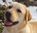 labardor dorosła biszkoptowa suka - Sprzedaż
