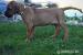 Rhodéský ridgeback - Prodej