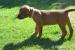 Rhodéský ridgeback - Prodej