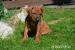 Rhodéský ridgeback - Prodej