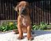 Rhodéský ridgeback - Prodej