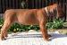 Rhodéský ridgeback - Prodej