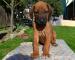 Rhodéský ridgeback - Prodej
