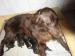 Flat Coated Retriever - Prodej