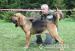 Bloodhound - Predaj