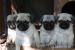 MOPS - Predaj