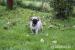 MOPS - Predaj