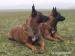 Belgický ovčák Malinois s PP - Prodej