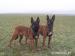 Belgický ovčák Malinois s PP - Prodej