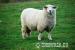 Plemenné jehnice Romney Marsh - Prodej