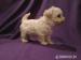 Bolonský psík biely s PP - šteniatka na predaj - Predaj