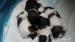 Lhasa apso - Prodej