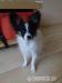 Papillon pejsek s PP - Prodej