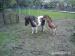 Pony horse - Prodej