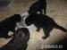 Flat Coated Retriever - Prodej