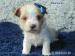 Biewer, golddust yorkshire terrier s PP - Prodej