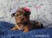 Biewer, golddust yorkshire terrier s PP - Prodej