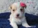 Biewer, golddust yorkshire terrier s PP - Prodej