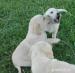 Labrador smotanový - šteniatka bez PP - Predaj