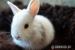 Zdrobnený králik rhönský na predaj - Predaj