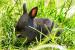 Zdrobnený králik rhönský na predaj - Predaj