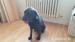 Venuji krizence labradora cerne barvy - Darování