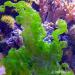 Macro Algae for the Marine Tank & Seahorse Tan - Sale