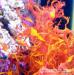 Macro Algae for the Marine Tank & Seahorse Tan - Sale