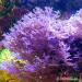 Macro Algae for the Marine Tank & Seahorse Tan - Sale