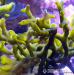 Macro Algae for the Marine Tank & Seahorse Tan - Sale