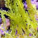 Macro Algae for the Marine Tank & Seahorse Tan - Sale