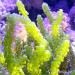 Macro Algae for the Marine Tank & Seahorse Tan - Sale