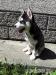 Siberian husky, Sibirsky husky - Predaj