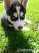 Siberian husky, Sibirsky husky - Predaj